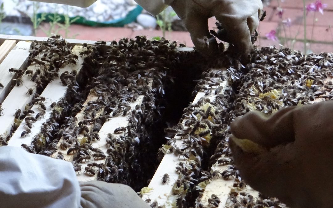 geöffnete Bienenbeute