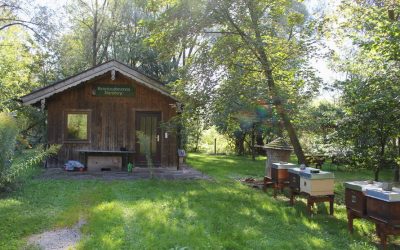 Auswinterung Lehrbienenstand