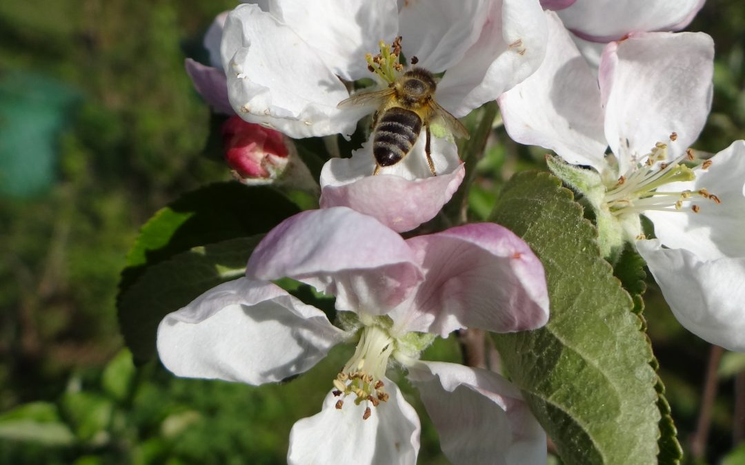 Honigbiene auf Apfelblüte