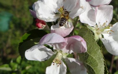 Gesundheit aus dem Bienenstock
